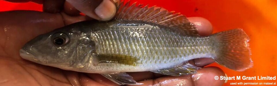 Stigmatochromis pholidophorus 'Londo Bay'