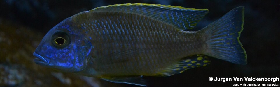 Tramitichromis sp. 'orange top' Lumbila