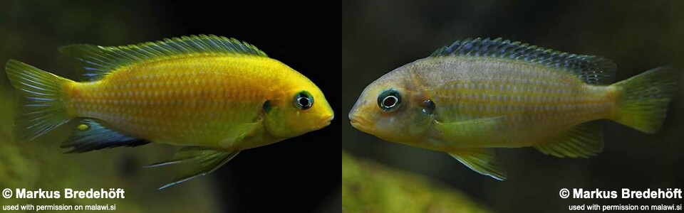 Tropheops macrophthalmus 'Lumbila'