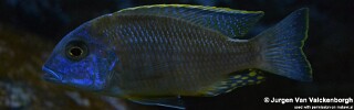 Tramitichromis sp. &#39;orange top&#39; Lumbila