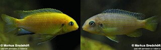 Tropheops macrophthalmus &#39;Lumbila&#39;