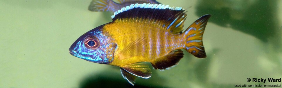 Aulonocara stuartgranti 'Lundo Island'