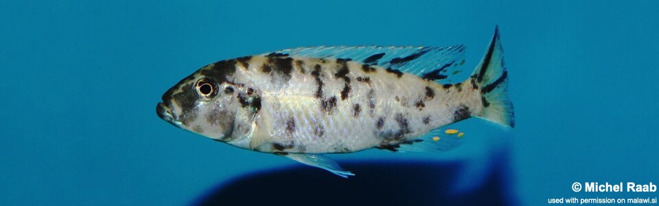 Genyochromis mento 'Lundo Island'