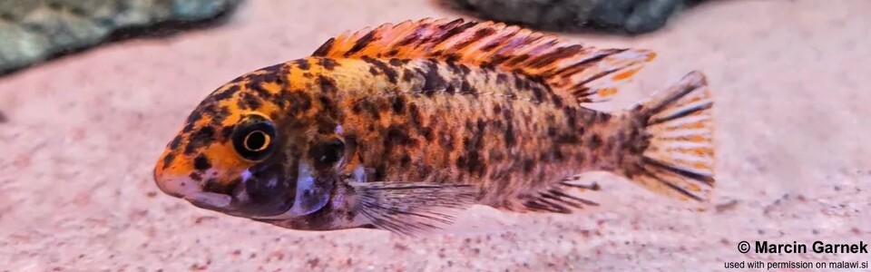 Labeotropheus trewavasae 'Lundo Island'