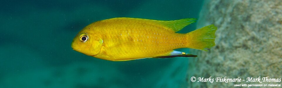 Tropheops sp. 'mauve yellow' Lundo Island