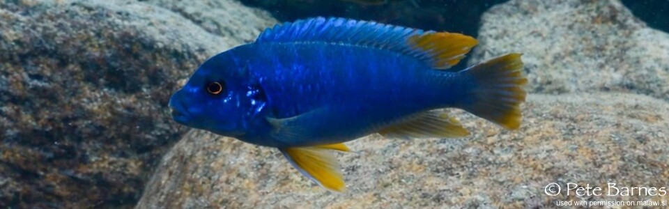 Pseudotropheus sp. 'aggressive yellow fin' Machili Island