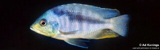 Mylochromis durophagus 'Maison Reef'.jpg