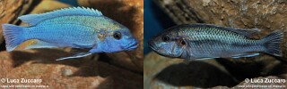 Melanochromis lepidiadaptes &#39;Makanjila Point&#39;