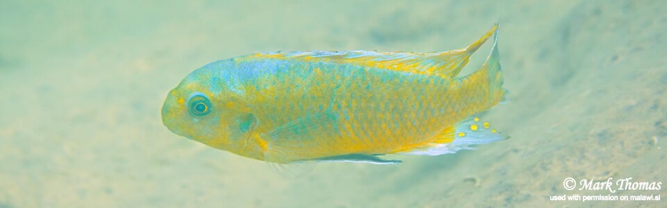 Labeotropheus fuelleborni 'Makankha Reef (Rocks)'