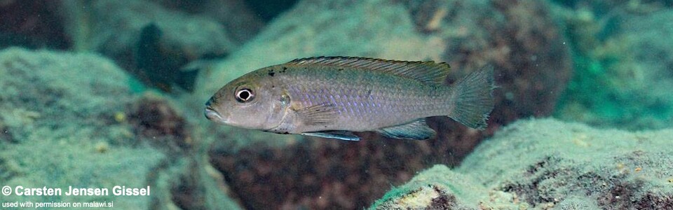 Genyochromis mento 'Makokola Reef'