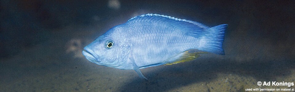 Nimbochromis livingstonii 'Makokola Reef'