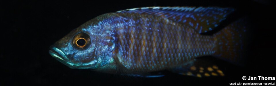 Otopharynx antron 'Makokola Reef'