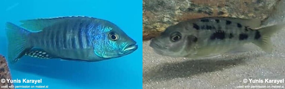 Otopharynx brooksi 'Makokola Reef'