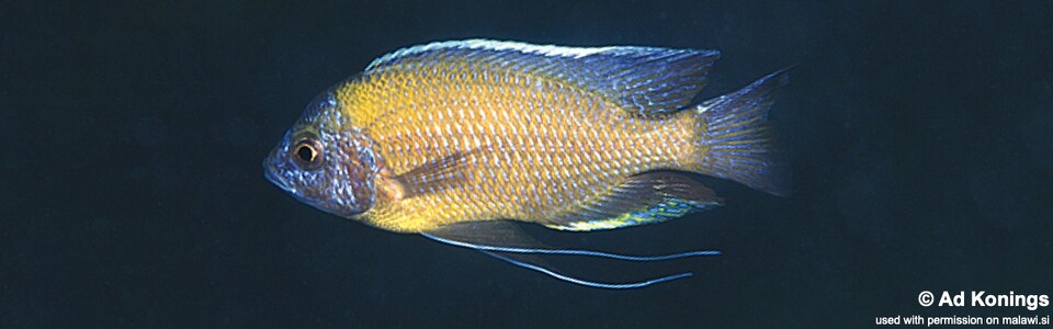 Copadichromis borleyi 'Mala (Mara) Point'