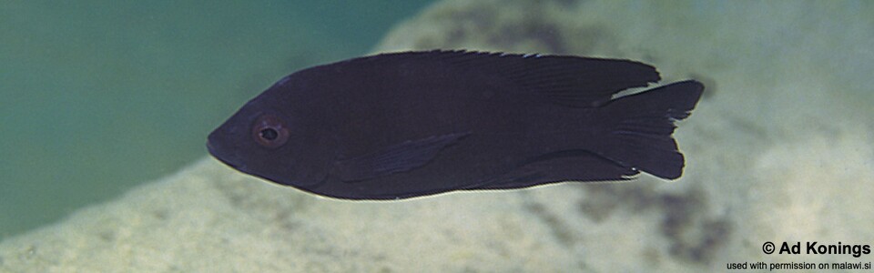 Copadichromis melas 'Mala (Mara) Point'