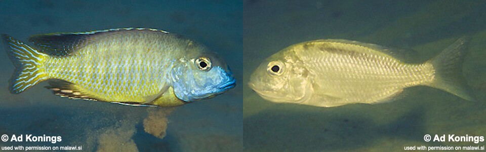 Tramitichromis brevis 'Mala (Mara) Point'