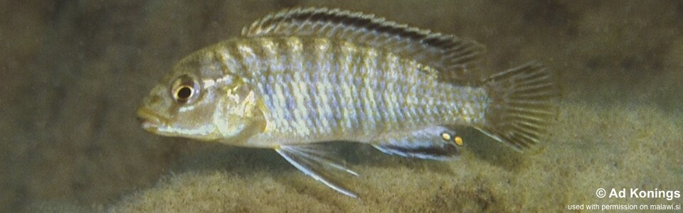 Labidochromis sp. 'mara' Mala (Mara) Point