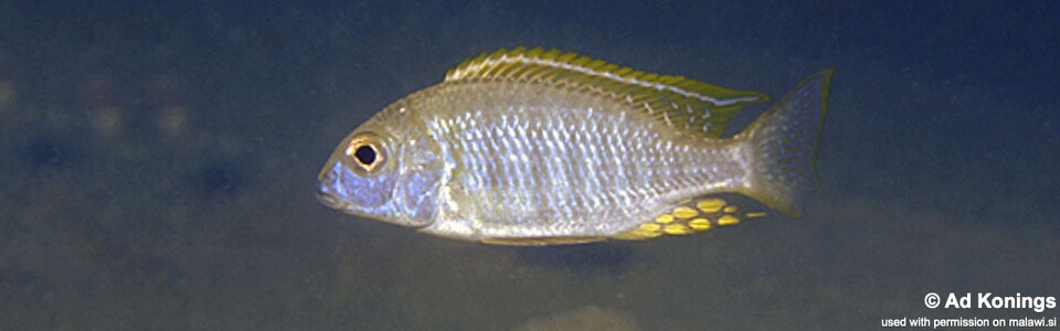 Lethrinops sp. 'longimanus likoma' Mala (Mara) Point