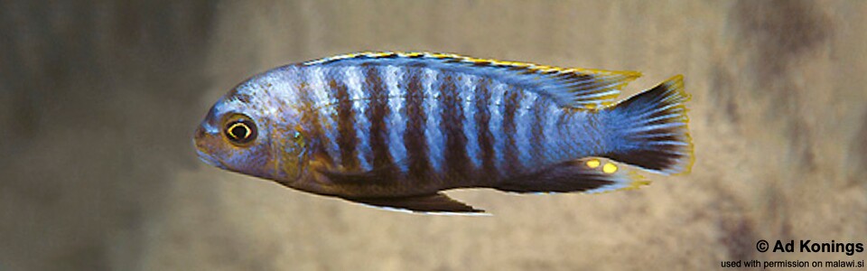 Tropheops sp. 'membe' Mala (Mara) Point