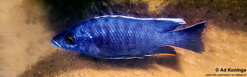 Otopharynx cf. lithobates 'Maleri Island'<br><font color=gray>Otopharynx walteri 'Maleri Island'</font> 