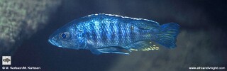 Otopharynx spelaeotes &#39;Rhoades Bank&#39;
