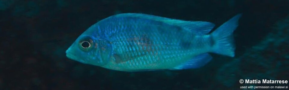 Placidochromis sp. 'phenochilus mavuto' Mara Rocks