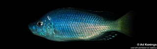 Caprichromis orthognathus 'Masasa Reef'.jpg