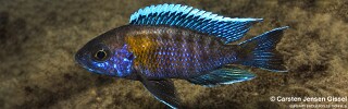 Aulonocara jacobfreibergi &#39;Masimbwe Island&#39;