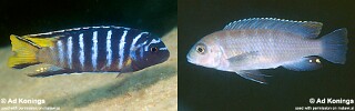 Chindongo sp. &#39;elongatus masimbwe&#39; Masimbwe Island