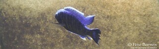 Copadichromis jacksoni &#39;Masimbwe Island&#39;