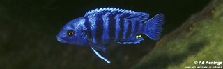 Labidochromis zebroides &#39;Masimbwe Island&#39;