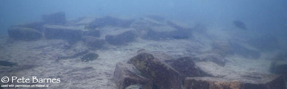 Mazinzi Reef, Lake Malawi, Malawi