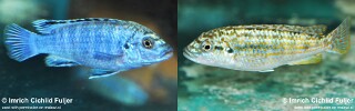 Labidochromis joanjohnsonae &#39;Mbako Bay&#39;