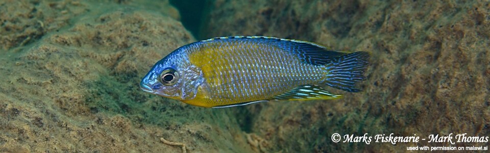 Protomelas sp. 'steveni imperial' Mbamba Bay