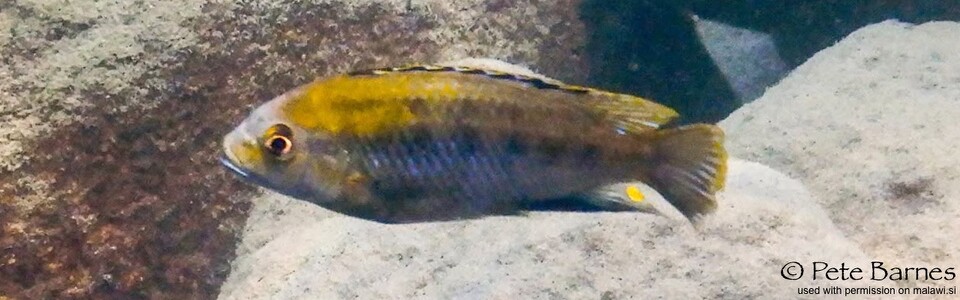 Cyathochromis obliquidens 'Mbamba Islands