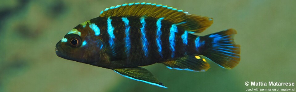 Pseudotropheus sp. 'thin stripe' Mbamba Islands