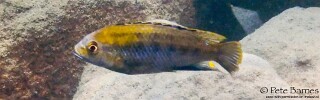 Cyathochromis obliquidens 'Mbamba Islands'.jpg