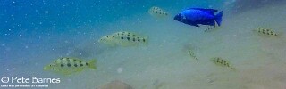 Fossorochromis rostratus &#39;Mbamba Islands&#39;