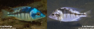 Mylochromis incola &#39;Mbenji Island&#39;