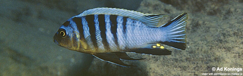 Maylandia sp. 'zebra mbowe' Mbowe Island<br><font color=gray>Metriaclima  sp. 'zebra mbowe' Mbowe Island</font> 