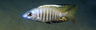 Aulonocara aquilonium 'Mdoka'.jpg