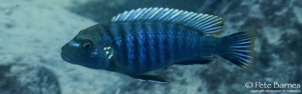 Pseudotropheus sp. 'aggressive grey' Membe Point