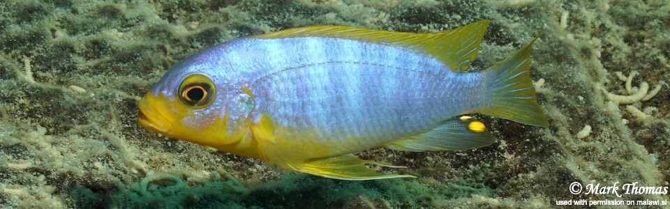 Maylandia aurora 'Mitande Reef (Rocks)'<br><font color=gray>Metriaclima aurora 'Mitande Reef (Rocks)'</font>
