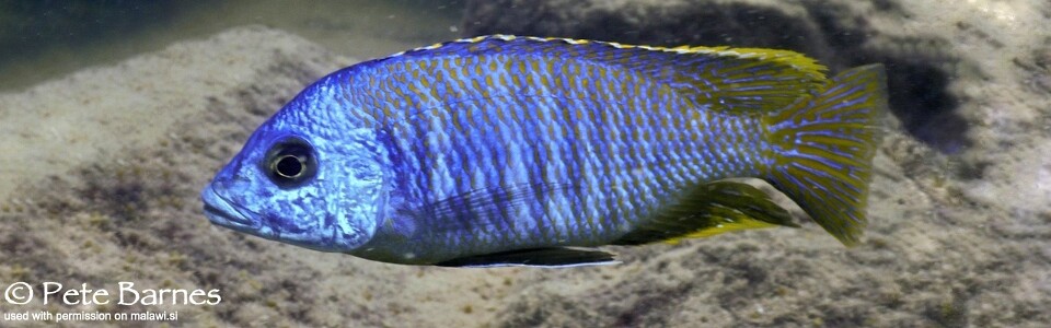 Otopharynx sp. 'heterodon nankumba' Mitande Reef (Rocks)
