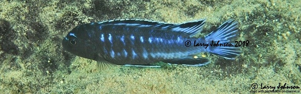 Pseudotropheus perileucos 'Mitande Reef (Rocks)'