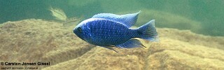 Copadichromis cyaneus 'Mitande Reef (Rocks)'.jpg