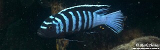 Cynotilapia zebroides 'Mitande Reef (Rocks)'.jpg