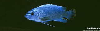 Labeotropheus trewavasae 'Mphanga Rocks'.jpg