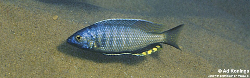 Mchenga cyclicos 'Msuli Point'
