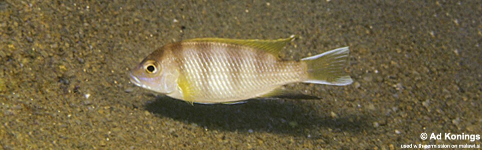 Pseudotropheus livingstonii 'Msuli Point'